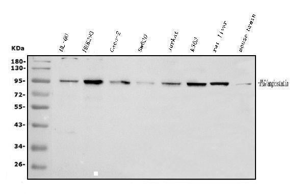 Anti-Plasminogen/PLG Antibody Picoband® Boster Bio