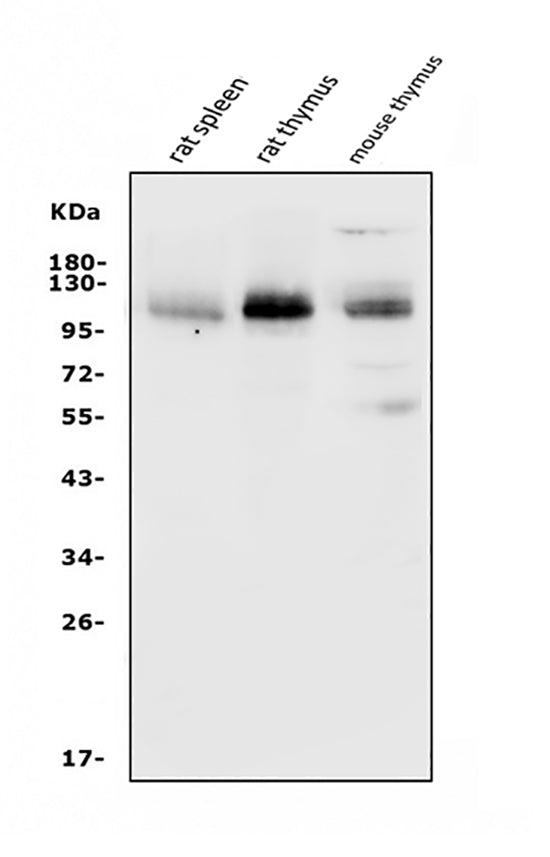 Anti-PSGL-1/Selplg Antibody Picoband® Boster Bio