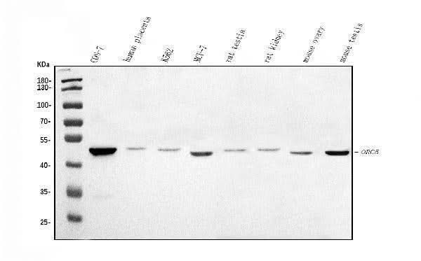 Anti-ORC5L/ORC5 Antibody Picoband® Boster Bio