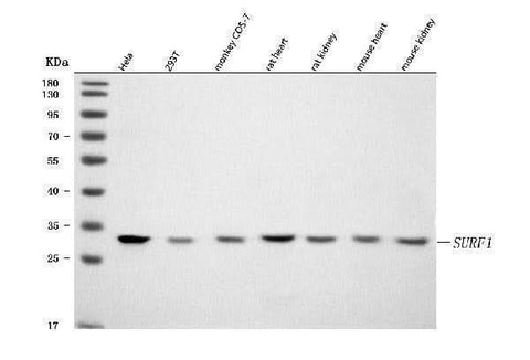 Anti-SURF1 Antibody Picoband® Boster Bio