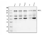Anti-WAPL/FOE Antibody Picoband® Boster Bio
