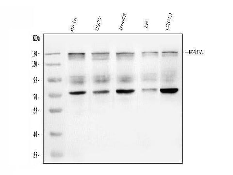 Anti-WAPL/FOE Antibody Picoband® Boster Bio