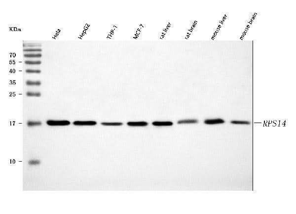 Anti-RPS14 Antibody Picoband® Boster Bio