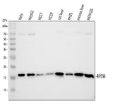 Anti-RPS14 Antibody Picoband® Boster Bio