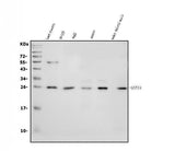 Anti-GSTA4 Antibody Picoband® Boster Bio