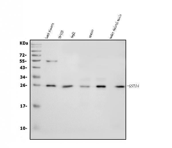 Anti-GSTA4 Antibody Picoband® Boster Bio