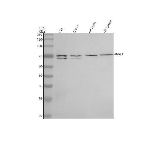 Anti-PAG1 Antibody Picoband® Boster Bio