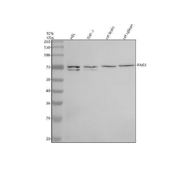 Anti-PAG1 Antibody Picoband® Boster Bio