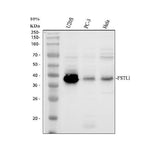 Anti-FSTL1 Antibody Picoband® Boster Bio