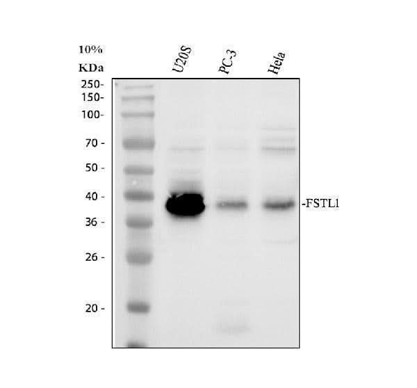 Anti-FSTL1 Antibody Picoband® Boster Bio