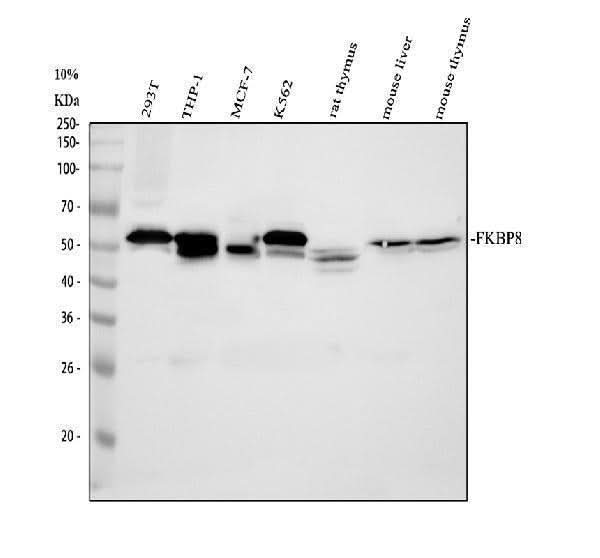 Anti-FKBP8 Antibody Picoband® Boster Bio