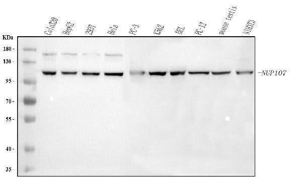 Anti-NUP107 Antibody Picoband® Boster Bio
