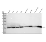 Anti-NUPR1 Antibody Picoband® Boster Bio