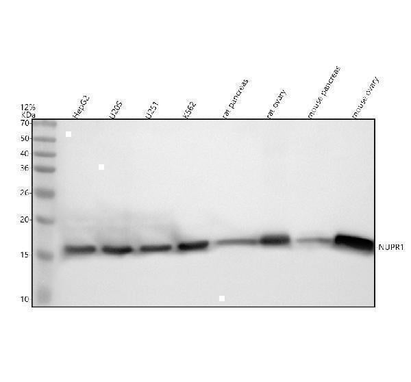 Anti-NUPR1 Antibody Picoband® Boster Bio