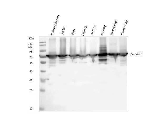 Anti-Annexin VI/ANXA6 Antibody Picoband® Boster Bio