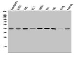 Anti-MAPK11 Antibody Picoband® Boster Bio