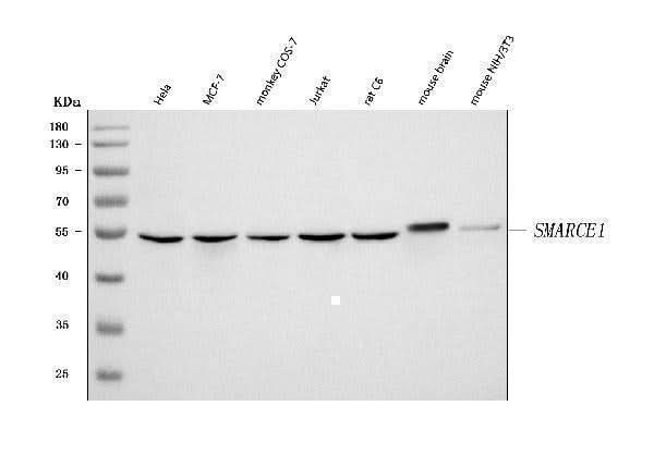 Anti-BAF57/SMARCE1 Antibody Picoband® Boster Bio