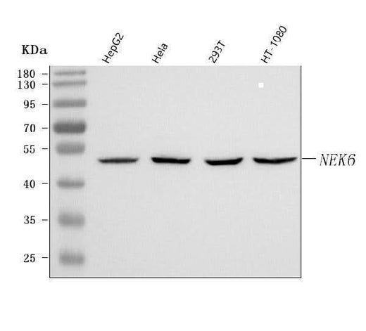 Anti-NEK6 Antibody Picoband® Boster Bio