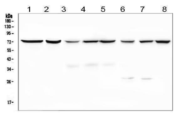 Anti-SGLT2/SLC5A2 Antibody Picoband® Boster Bio