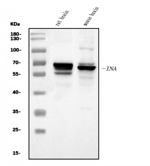 Anti-alpha Internexin/INA Antibody Picoband® Boster Bio