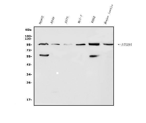 Anti-ATG9A Antibody Picoband® Boster Bio