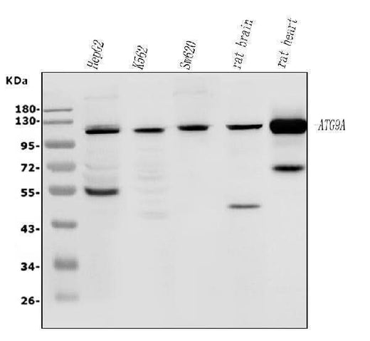 Anti-ATG9A Antibody Picoband® Boster Bio