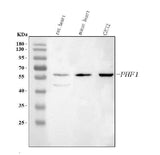 Anti-PHF1 Antibody Picoband® Boster Bio