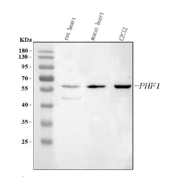 Anti-PHF1 Antibody Picoband® Boster Bio