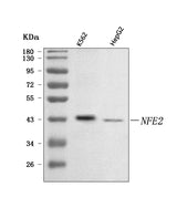 Anti-NFE2 Antibody Picoband® Boster Bio