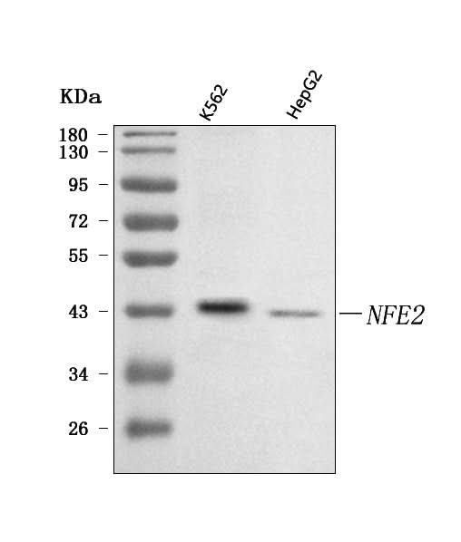Anti-NFE2 Antibody Picoband® Boster Bio