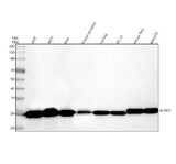 Anti-BAP31/BCAP31 Antibody Picoband® Boster Bio
