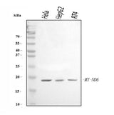 Anti-ND6/MT-ND6 Antibody Picoband® Boster Bio