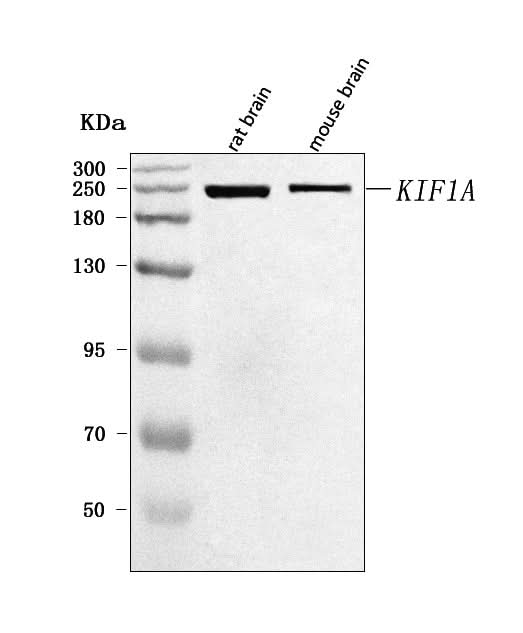 Anti-KIF1A Antibody Picoband® Boster Bio