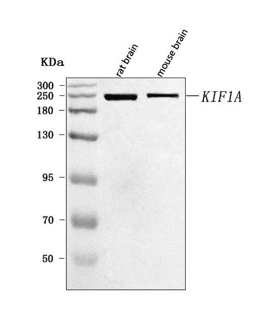 Anti-KIF1A Antibody Picoband® Boster Bio