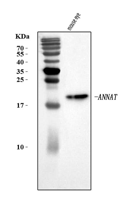 Anti-Aanat Antibody Picoband® Boster Bio
