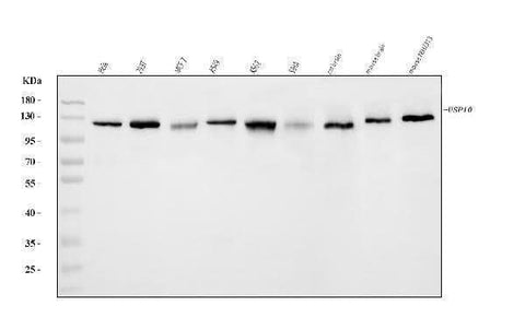 Anti-USP10 Antibody Picoband® Boster Bio