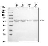 Anti-IMPDH1 Antibody Picoband® Boster Bio