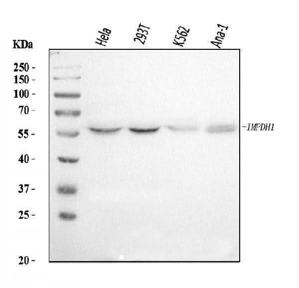 Anti-IMPDH1 Antibody Picoband® Boster Bio