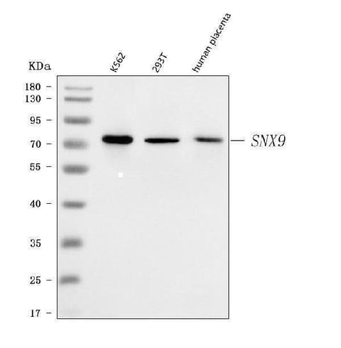 Anti-SH3PX1/SNX9 Antibody Picoband® Boster Bio