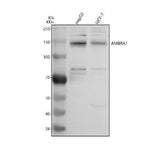 Anti-AMBRA1 Antibody Picoband® Boster Bio