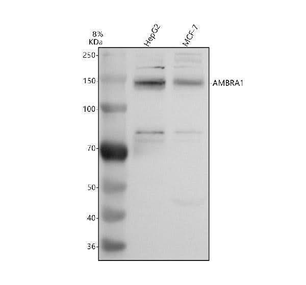 Anti-AMBRA1 Antibody Picoband® Boster Bio