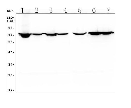 Anti-HIF3/HIF3A Antibody Picoband® Boster Bio