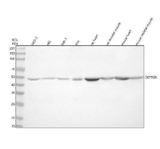 Anti-DEPDC6/DEPTOR Antibody Picoband® Boster Bio