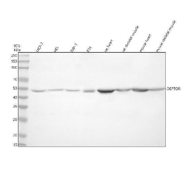 Anti-DEPDC6/DEPTOR Antibody Picoband® Boster Bio