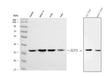 Anti-SGTA Antibody Picoband® Boster Bio