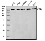Anti-NEAS/SPTAN1 Antibody Picoband® Boster Bio