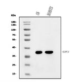 Anti-Elovl4 Antibody Picoband® Boster Bio