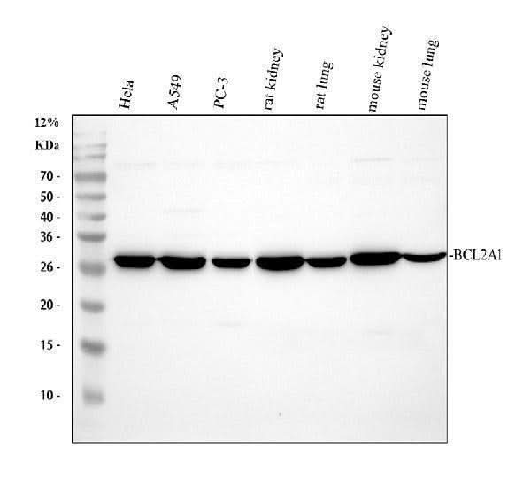 Anti-BCL2A1 Antibody Picoband® Boster Bio