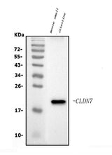 Anti-Claudin 7/CLDN-7 Antibody Picoband® Boster Bio
