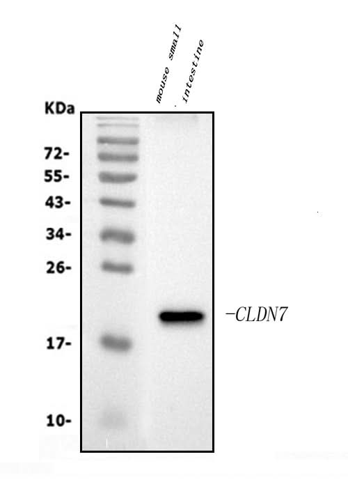 Anti-Claudin 7/CLDN-7 Antibody Picoband® Boster Bio